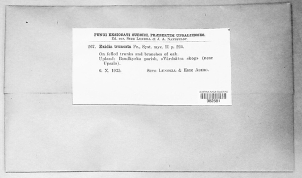 Exidia glandulosa image